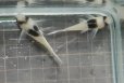 画像3: コリドラスSNスーパービコロール(ウアウペス）約5cm　1匹 (3)