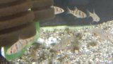 プンティウス ペンタゾナ1匹