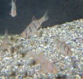 プンティウス ペンタゾナ1匹