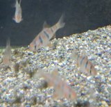 プンティウス ペンタゾナ1匹