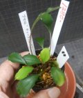 Bucephalandra sp.エディープブルー　N11