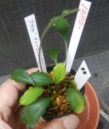 Bucephalandra sp.エディープブルー　N11