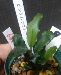 Bucephalandra sp.ピンクムラウィ　N9