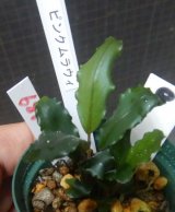 Bucephalandra sp.ピンクムラウィ　N9