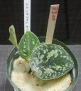 画像2: スキンダプサス ホワイトトリカラーおススメサイズ (2)