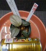 Homalomena Pink Velvet Kn便