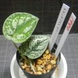 画像2: スキンダプサス ホワイトトリカラー (2)