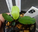 Bucephalandra sp.ARC子株　N8