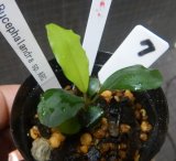 Bucephalandra sp.ARC子株　N7