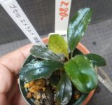 Bucephalandra sp.エメラルド（MA便）　N10