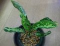 カミハタ便アグラ　おススメサイズ