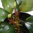 画像3: Bucephalandra sp green metallic sangau bb（株別れ中） (3)