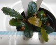 画像1: Bucephalandra sp.ブルーメタリックブラウニーセリ14（子株付き） (1)