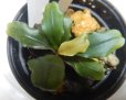 画像1: Bucephalandra sp.アップルリーフ19 (1)