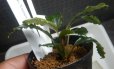 画像2: Bucephalandra sp.Nanga TamanNo1 良株おススメ（TB便） (2)