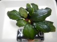 画像2: Bucephalandra sp green metallic sangau bb（株別れ中） (2)