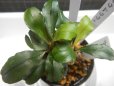 画像2: Bucephalandra sp.ピンクムラウィ2株入り21 (2)
