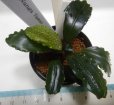 画像1: Bucephalandra sp.Nanga TamanNo1 良株おススメ（TB便） (1)