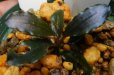 画像2: Bucephalandra sp.ブルーメタリックブラウニーセリ18 (2)