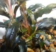 画像3: Bucephalandra sp.クダガン複数株入り22 (3)