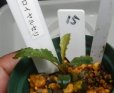 画像2: Bucephalandra sp.ブラウニーロイヤルセリ15 (2)
