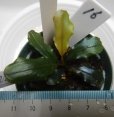 画像1: Bucephalandra sp.ハデス16 (1)