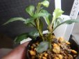 画像1: Bucephalandra sp.ピンクムラウィ2株入り21 (1)