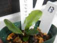 画像2: Bucephalandra sp.ロイヤルラウンドメタリック13 (2)