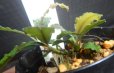 画像2: Bucephalandra sp.ブルーメタリックブラウニーセリ14（子株付き） (2)