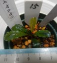 画像1: Bucephalandra sp.ブラウニーロイヤルセリ15 (1)