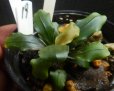 画像2: Bucephalandra sp.アップルリーフ19 (2)