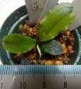 画像1: Bucephalandra sp.ロイヤルラウンドメタリック13 (1)