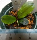 Bucephalandra sp.ロイヤルラウンドメタリック13