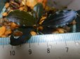画像1: Bucephalandra sp.ブルーメタリックブラウニーセリ18 (1)