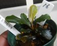 画像2: Bucephalandra sp.ハデス16 (2)
