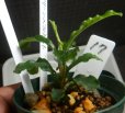 画像2: Bucephalandra sp.グリーンベルベット17 (2)