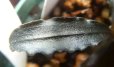 画像1: Bucephalandra sp.クダガン複数株入り22 (1)