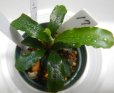 画像1: Bucephalandra sp.グリーンベルベット17 (1)