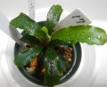 Bucephalandra sp.グリーンベルベット17