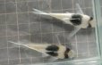 画像3: コリドラスSNスーパービコロール(ウアウペス）約6cm　1匹 (3)