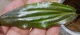 画像3: Cryptocoryne ロザエネルビス水上1株斑あり