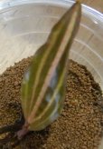 画像5: Cryptocoryne ロザエネルビス水上1株斑あり