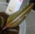 画像1: Cryptocoryne ロザエネルビス水上1株斑あり (1)