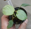 ホマロメナspエメラルドシルバーKn便