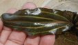 画像6: Cryptocoryne ロザエネルビス水上1株斑あり