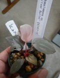  Homalomena sp"Silver Bullet" from Resum P. Lingga【AZ1017-1】