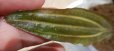画像4: Cryptocoryne ロザエネルビス水上1株斑あり