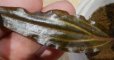 画像2: Cryptocoryne ロザエネルビス水上1株斑あり