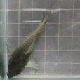 画像3: コリドラスコンコロールwild1匹（約5.5cm） (3)