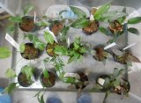Cryptocoryne 1ポット